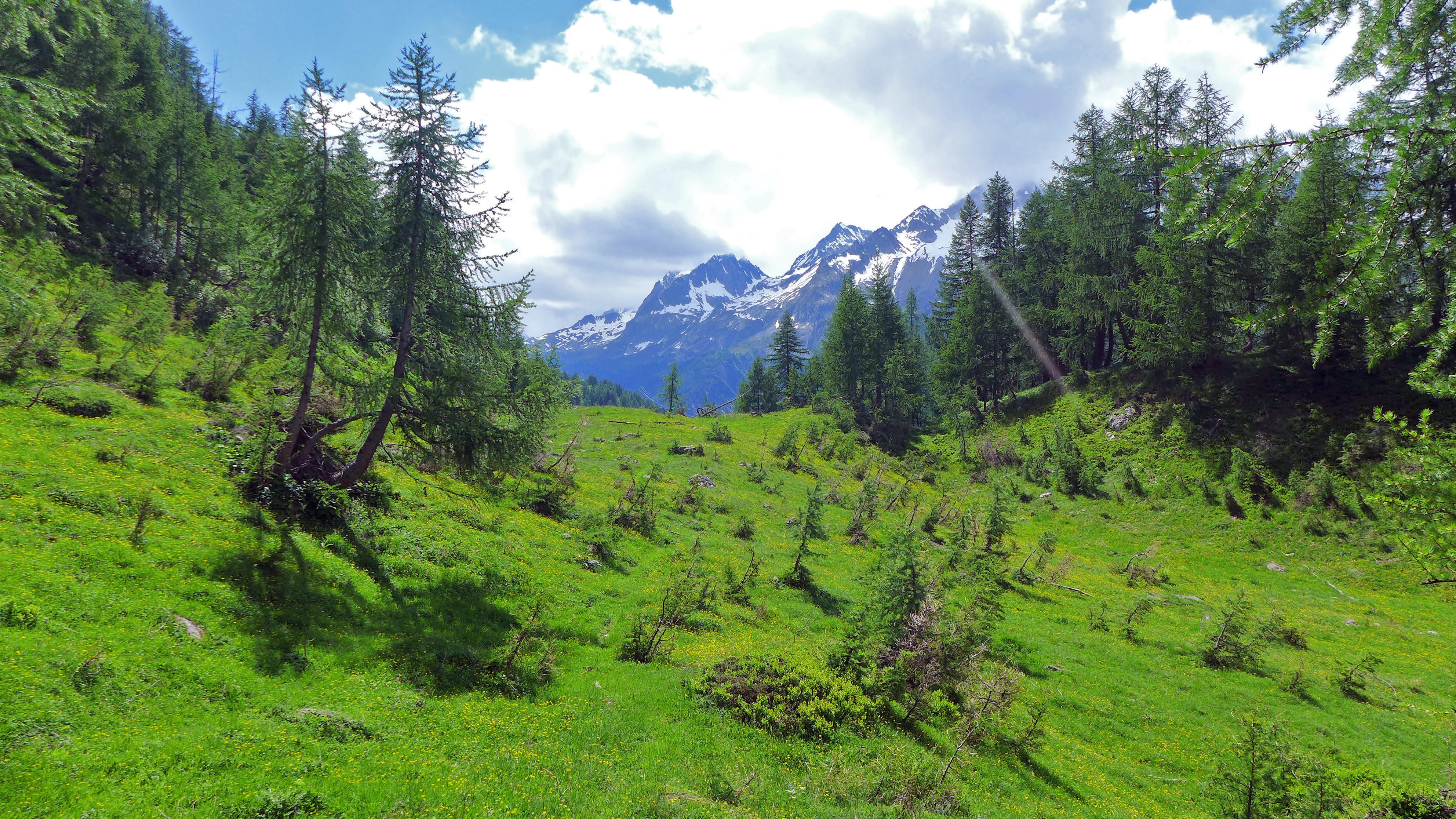 Ingegneria forestale