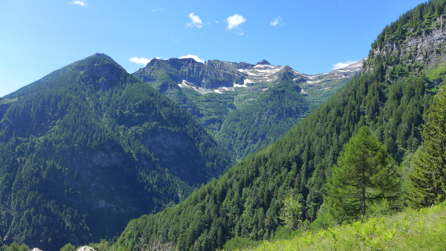 Ingegneria forestale